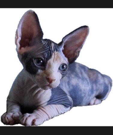 Сфинкс котенок