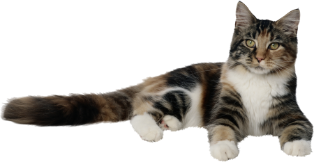 Кот лежит на белом фоне