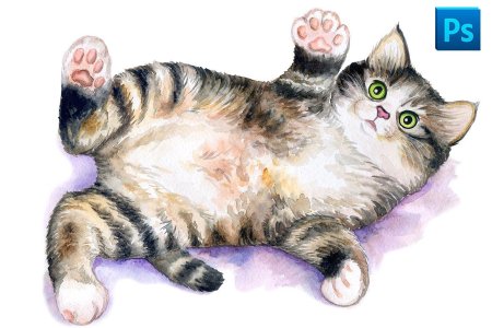 Кошечка на прозрачном фоне