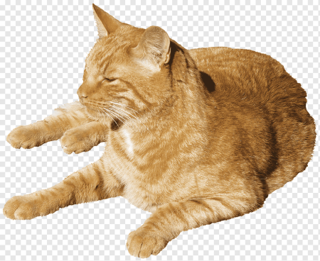 Кошка без фона