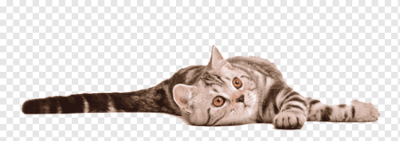 Кот лежит на белом фоне