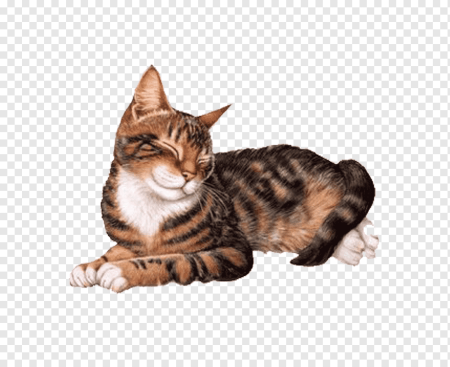 Лежачий кот на прозрачном фоне