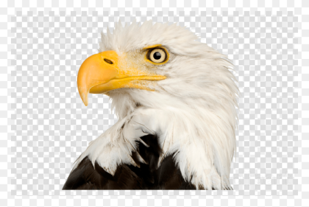 Орел мультяшный