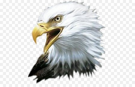Американский Орлан