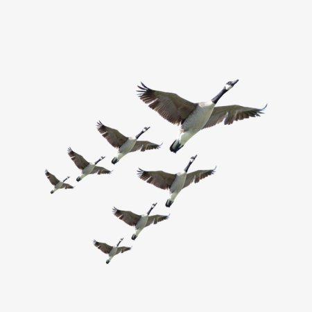 Журавлиный Клин на белом фоне
