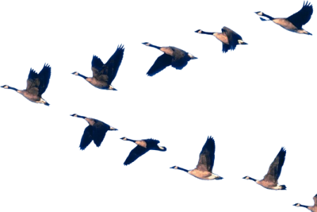 Птицы улетают