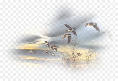 Птицы улетают на прозрачном фоне