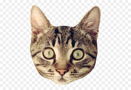 Голова кота