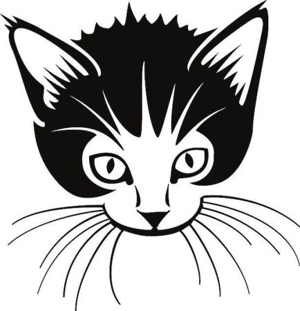 Морда кота