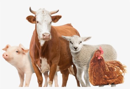 Сельскохозяйственные животные на белом фоне