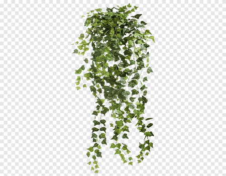 Плющ Treez