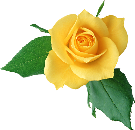 Желтые розы