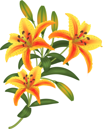 Лилия cvetok vector