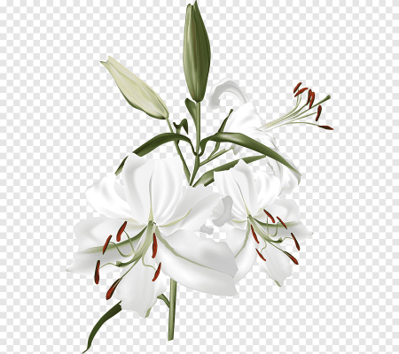 Бела Фловер Лилия