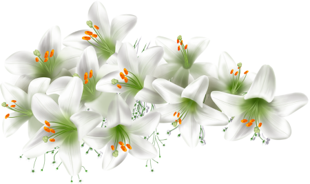 Цветы лилии