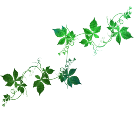 Цветочная Лиана на прозрачном фоне