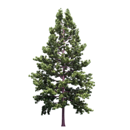 Елка Annapolis fir Tree