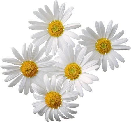 Camomile Ромашка