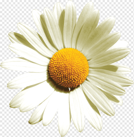 Camomile Ромашка