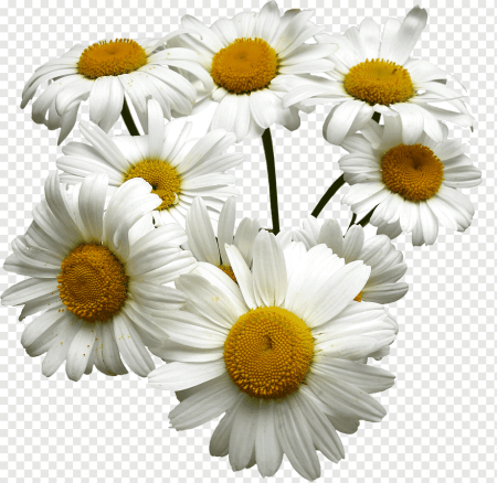 Camomile Ромашка