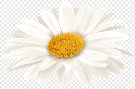 Ромашки на прозрачном фоне для фотошопа