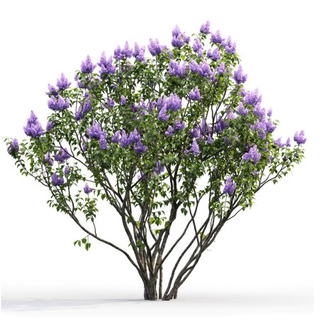 Куст сирени