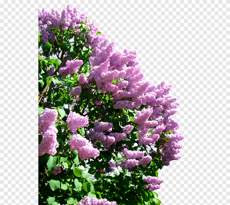 Куст сирени