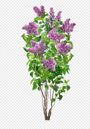 Белая сирень куст обтравка