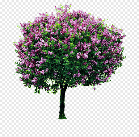 Куст сирени