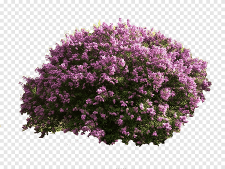 Кустарники вид сверху