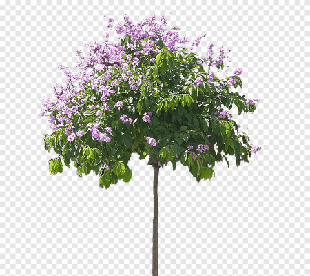 Сирень дерево НПГ
