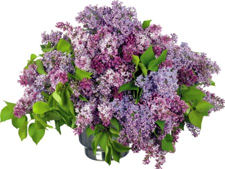Флауэр Сити сирень