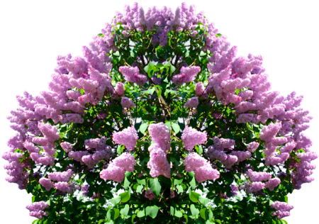 Сирень кусты ПСД