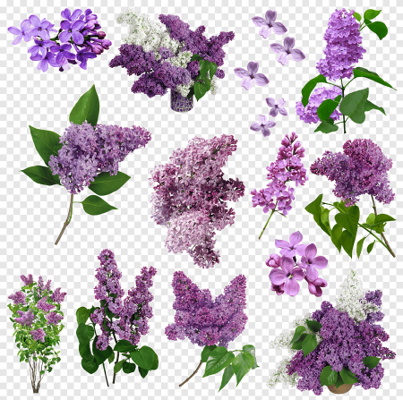 Lilac Violet растение