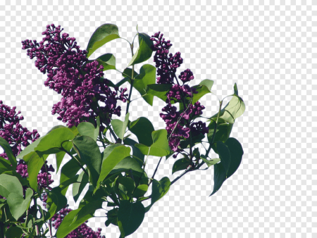 Сирень кустарник на прозрачном фоне
