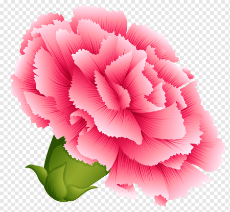 Carnation вектор