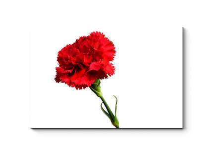 Гвоздики на белом фоне