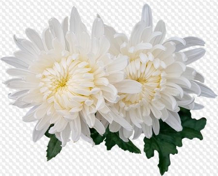 Хризантемы клипарт