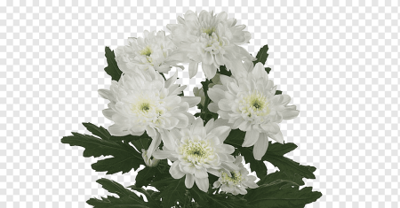 Хризантема Zembla White