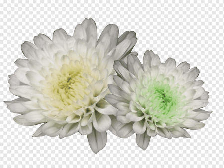 Белые хризантемы для фотошопа