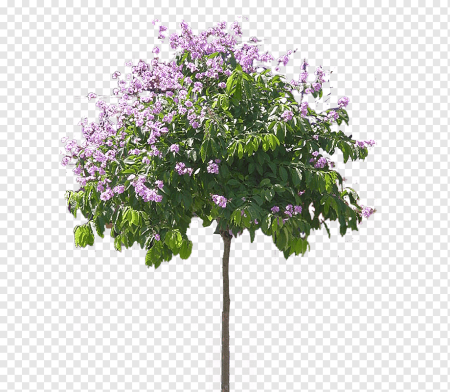 Сирень дерево НПГ