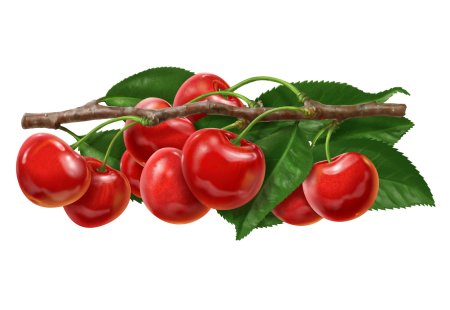 Ветка вишни на белом фоне