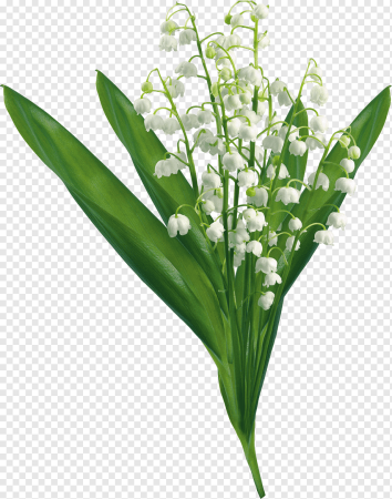 Ландыш ф пак