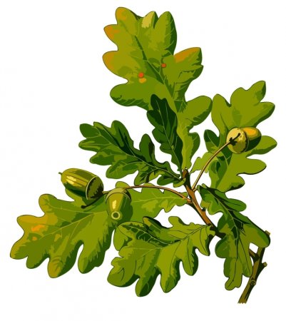 Quercus berberidifolia