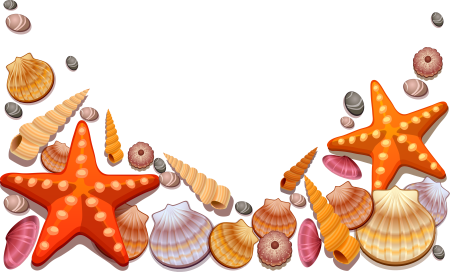 Морские ракушки для детей