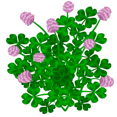 Кустик клевера