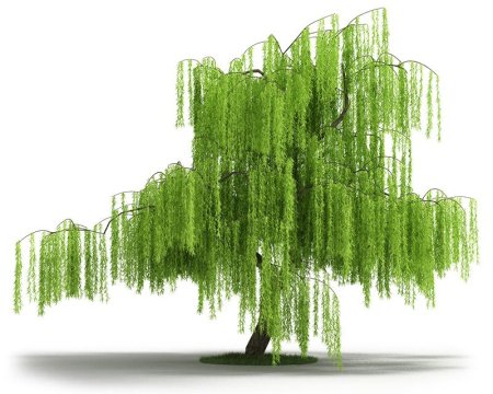 Ива плакучая 3d модель