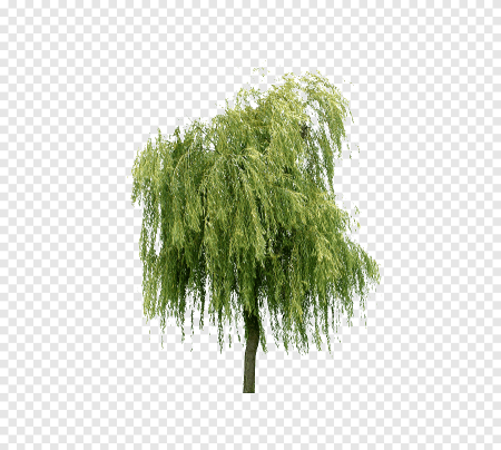 Ива плакучая для ФШ