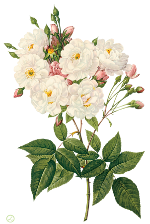 Шиповник вектор