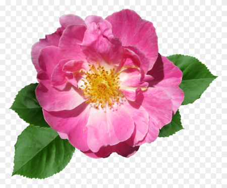 Роза флорибунда куст PNG
